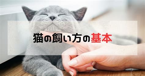 デイジーという名の猫の飼い方ガイド