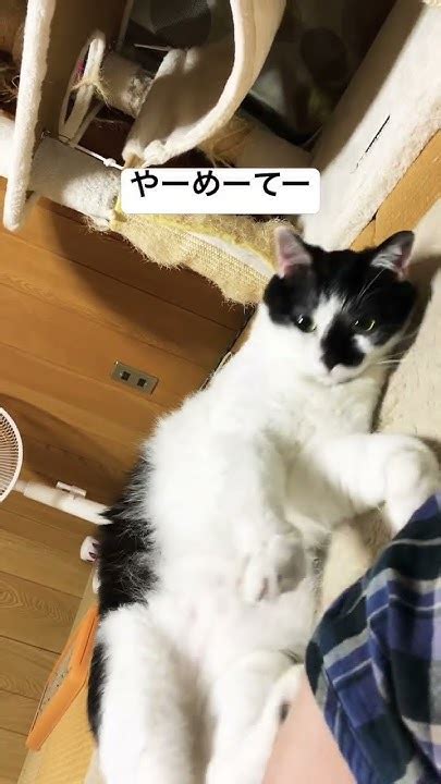 デイジーの猫: 愛すべき家族の一員