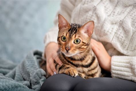 デイジー猫：魅力と飼育のすべて