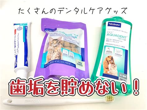 デンタルケア 猫: 愛猫の歯の健康を維持するための包括ガイド