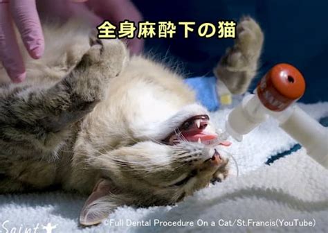 デンタルバイオ: 猫の腎不全治療における新たなアプローチ