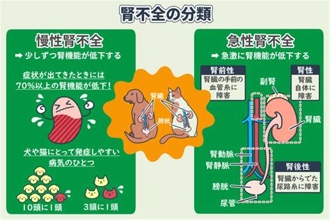 デンタルバイオによる猫の腎不全の管理