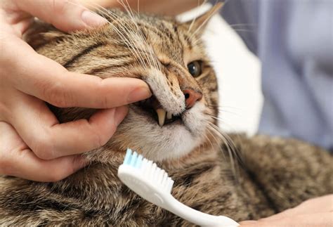 デンタル ケア 猫の重要性