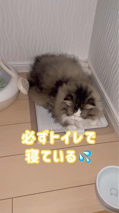 トイレで寝る猫