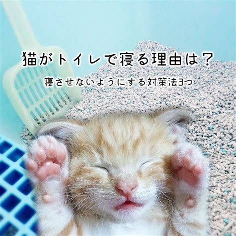 トイレで寝る猫: 原因、影響、対策