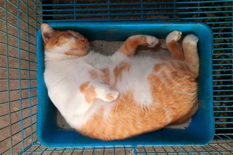 トイレで寝る猫に潜む危険性と対策