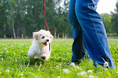 トイレで愛犬と過ごすためのガイド