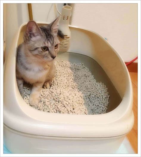 トイレと猫の健康～猫のトイレに関するすべて～