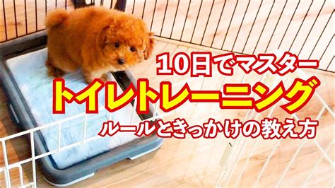 トイレのしつけをマスターして、愛犬との快適な生活を！