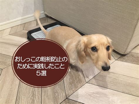 トイレをなかなか覚えられない犬への対処法