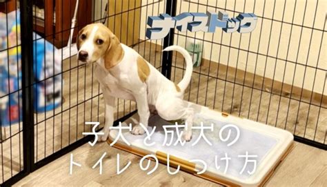 トイレを気持ちよく使うための犬のしつけ方法