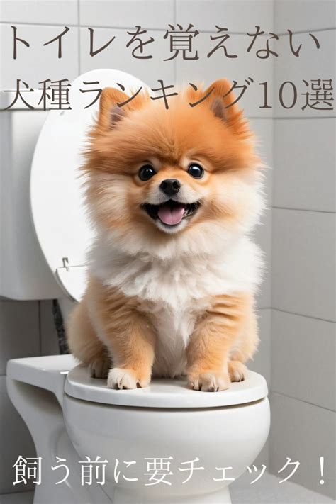 トイレを覚えさせることができない犬