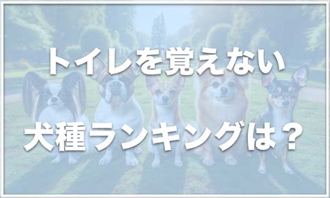 トイレを覚えない犬に悩まされていませんか？