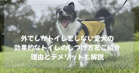 トイレを覚えない犬への効果的なしつけ法