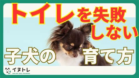 トイレを覚えられない犬への対処法