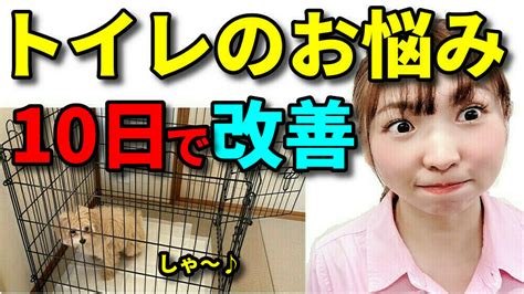 トイレサークルで愛犬のトイレトレーニングを成功させるための包括ガイド