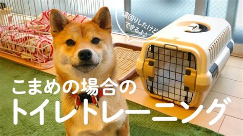 トイレサークルで犬のしつけをする