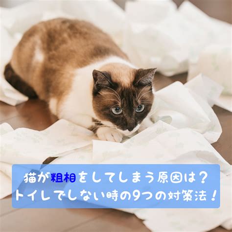 トイレシートで猫の粗相を防ぐための徹底ガイド