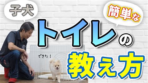 トイレトレーニングの始め方：子犬にトイレを教える包括ガイド