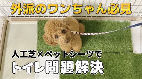 トイレトレーニングの完全ガイド: 愛犬を室内で用を足させる方法