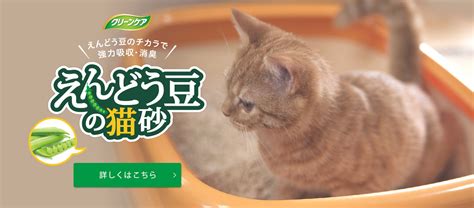 トイレ 砂 猫：愛猫のために最適な砂選びガイド