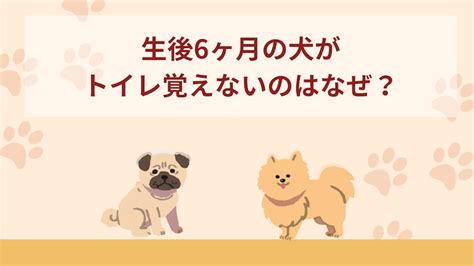 トイレ 覚え ない 犬