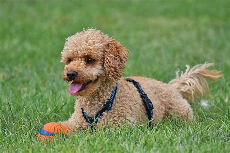 トイ プードルってどんな犬種？