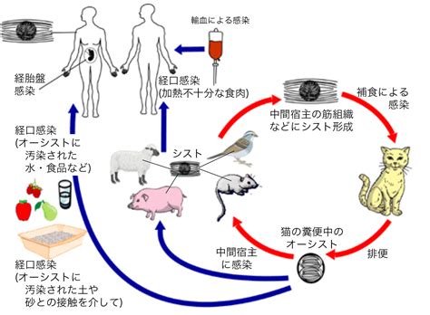 トキソプラズマ症：