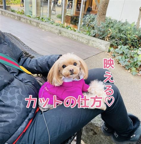 トリマーカットで失敗しない方法！愛犬を可愛く変身させるコツ