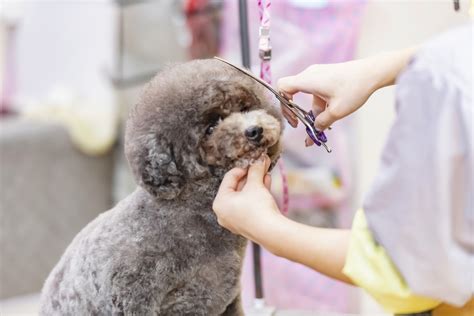 トリマーカットで愛犬をスタイリッシュに！