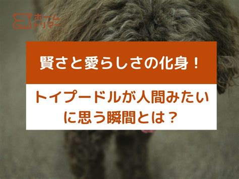 トリミングいらずの犬種