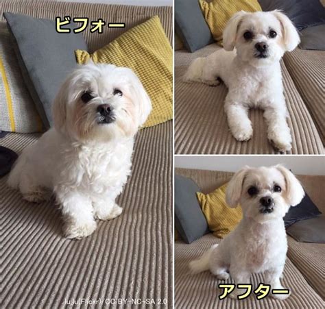 トリミング不要な犬で快適な生活を