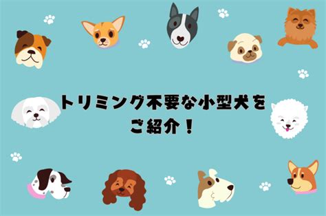 トリミング不要な犬の利点