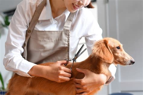 トリミング不要な犬種とその魅力