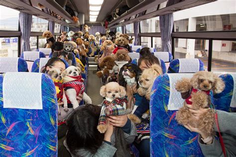 トレッサ横浜で愛犬と過ごす充実した1日