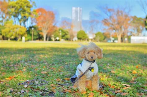 トレッサ横浜で犬を連れてお出かけしよう！