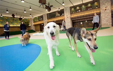 トレッサ横浜ドッグラン：広大な敷地で愛犬と過ごす充実したひととき