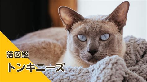 トンキニーズ 飼い にくい？その特徴と向き合う心得