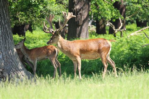 ドイツに住む動物たち: 多様な野生生物の宝庫