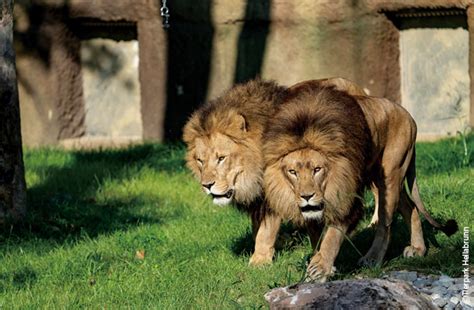 ドイツの動物