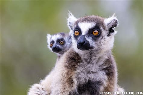 ドイツの動物たち: 多様性の宝庫