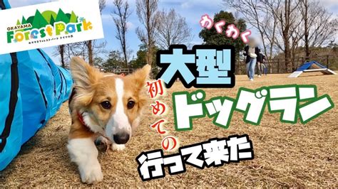 ドイツの森ドッグラン：愛犬のための冒険と解放の楽園