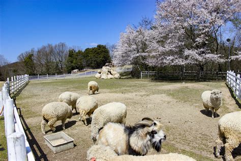 ドイツの森 ドッグラン