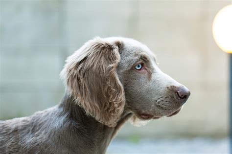 ドイツ原産の犬種にぴったりの名前選び