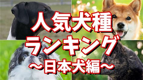 ドイツ生まれの人気犬種と名前ランキング