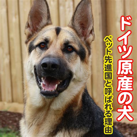 ドイツ 犬 事情