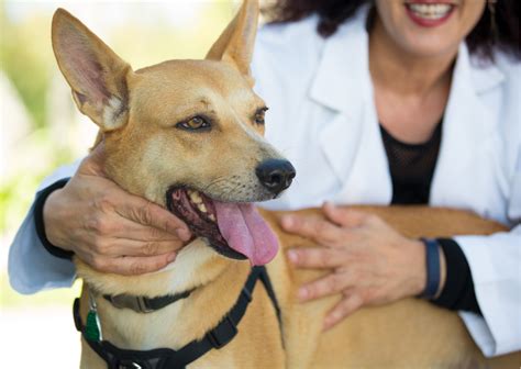 ドクターオザワ動物病院でペットの健康を守る包括ガイド