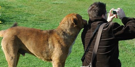 ドックス リング：あなたの愛犬との特別な絆を深める魔法のアイテム