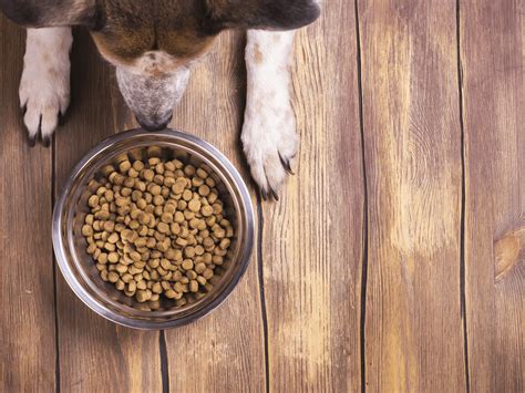 ドックフードを食べない愛犬のためにできること