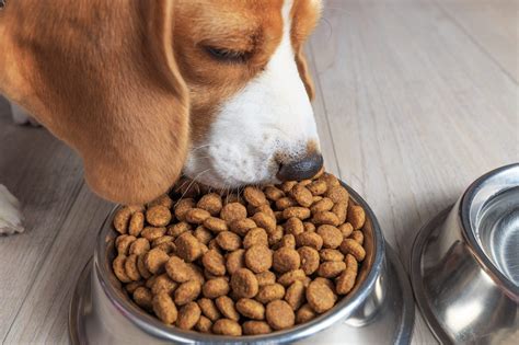 ドックフードを食べない！？愛犬の食事に関する悩みを解決しましょう